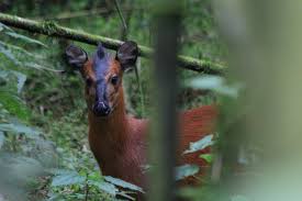 Rwenzori Duiker